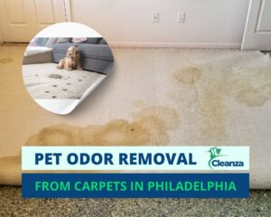 Read more about the article Eliminate Pet Odors From Your Carpets in Philadelphia: A Cleanza Guide