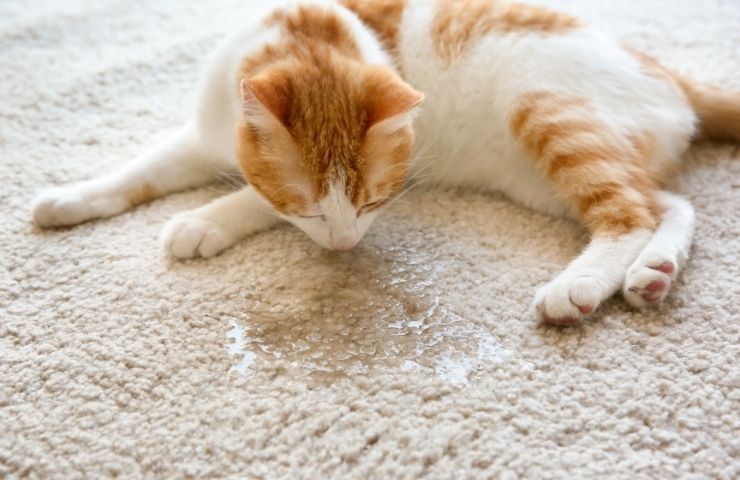 Pet Damage, Stain and Odor Removal Services in Philadelphia, PA